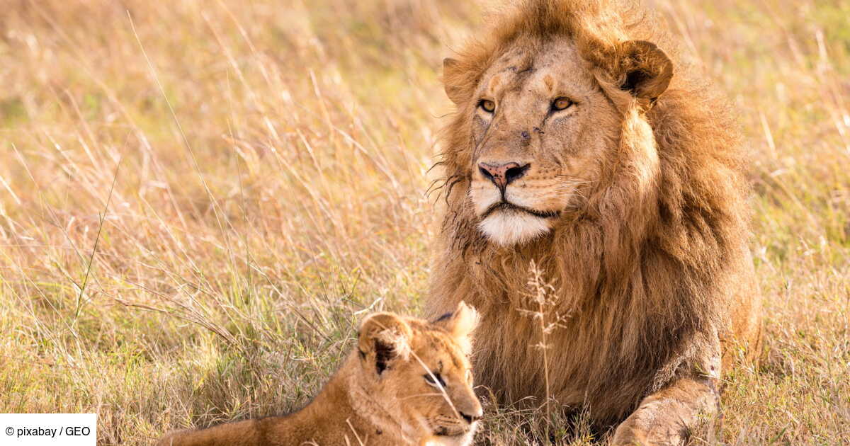 Le Lion Veritable Roi De La Savane Geo Fr Le Lion Veritable Roi De La Savane Geo Fr