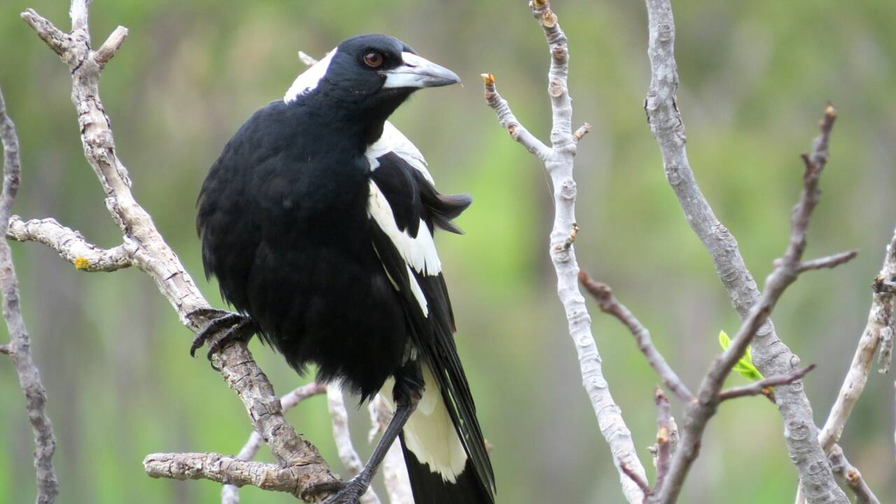 Australie : gare au cassican flûteur, un oiseau particulièrement agressif