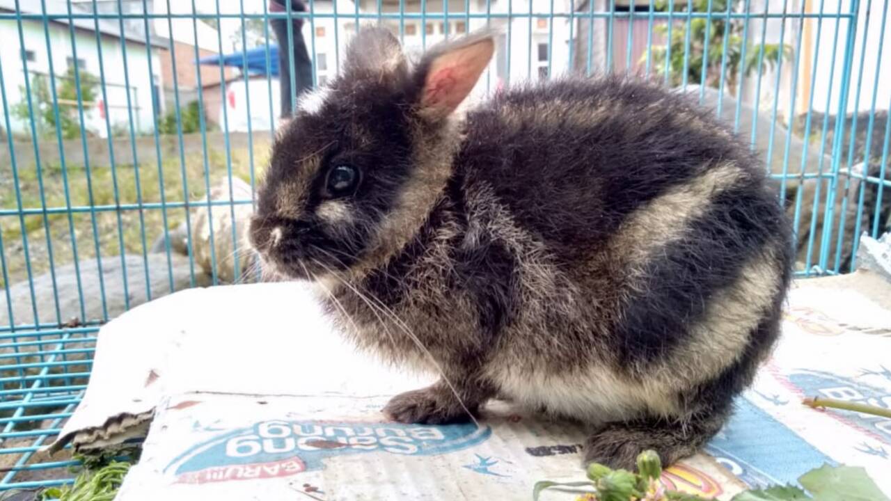 Le lapin le plus rare au monde secouru à Sumatra après avoir été repéré sur Facebook