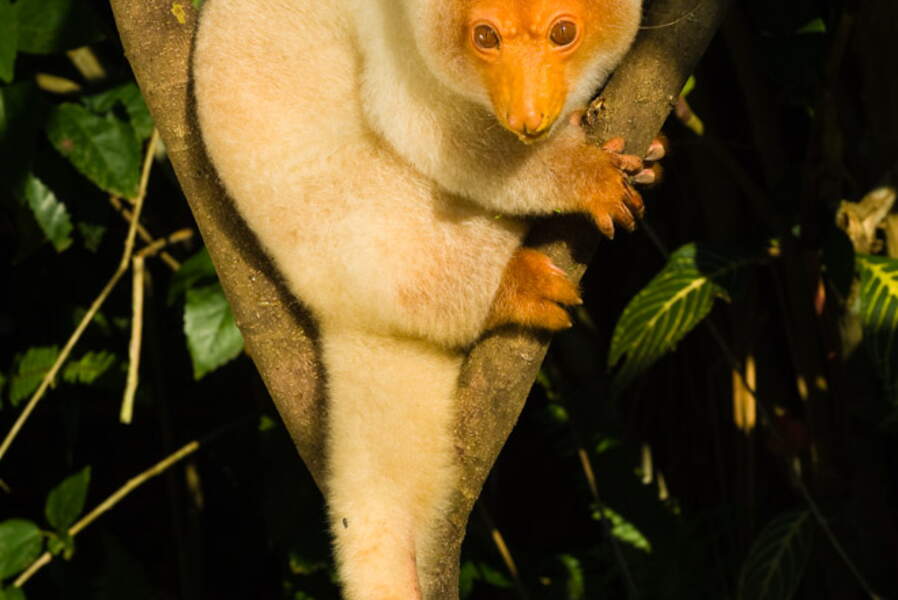 Au cœur de la PapouasieNouvelleGuinée GEO