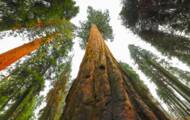 Giant sequoia, a miracle plant of dizzying size