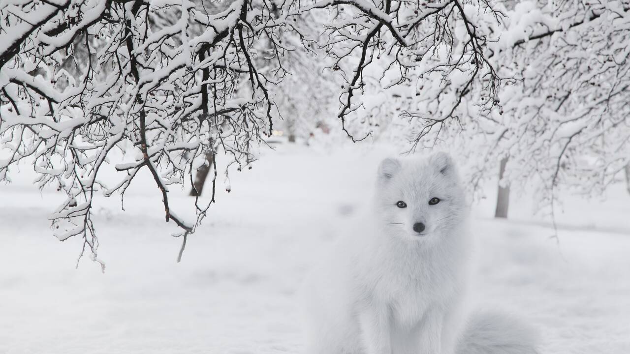 Le renard polaire, champion de la survie