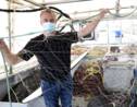 A Boulogne-sur-Mer, un filet biodégradable au défi d'allier pêche durable et enjeux économiques
