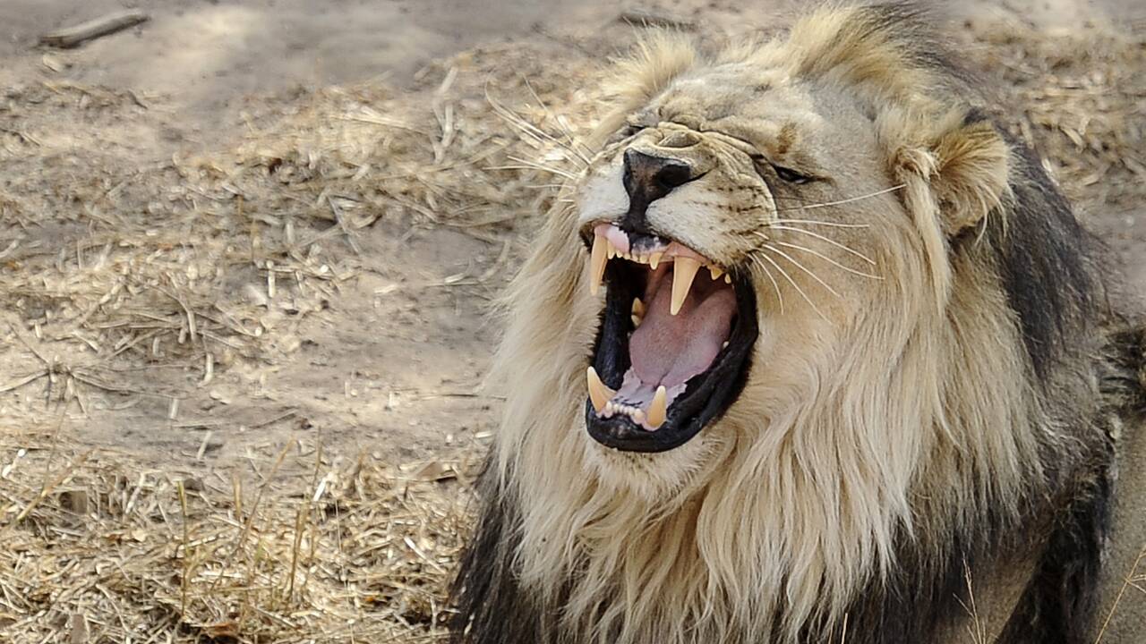Afrique du Sud: trafic de dents et griffes de lions démantelé, un Vietnamien arrêté