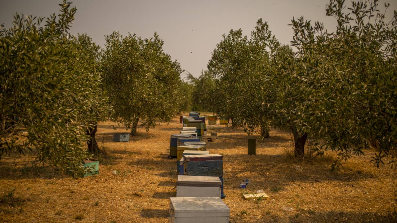 "Du paradis à l'enfer", les apiculteurs d'Eubée ont tout perdu dans le feu