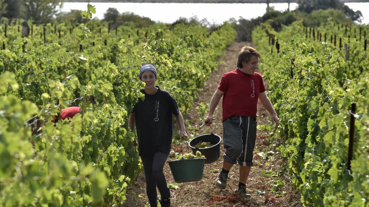Pour le vin français, une course contre la montre pour s'adapter au changement climatique