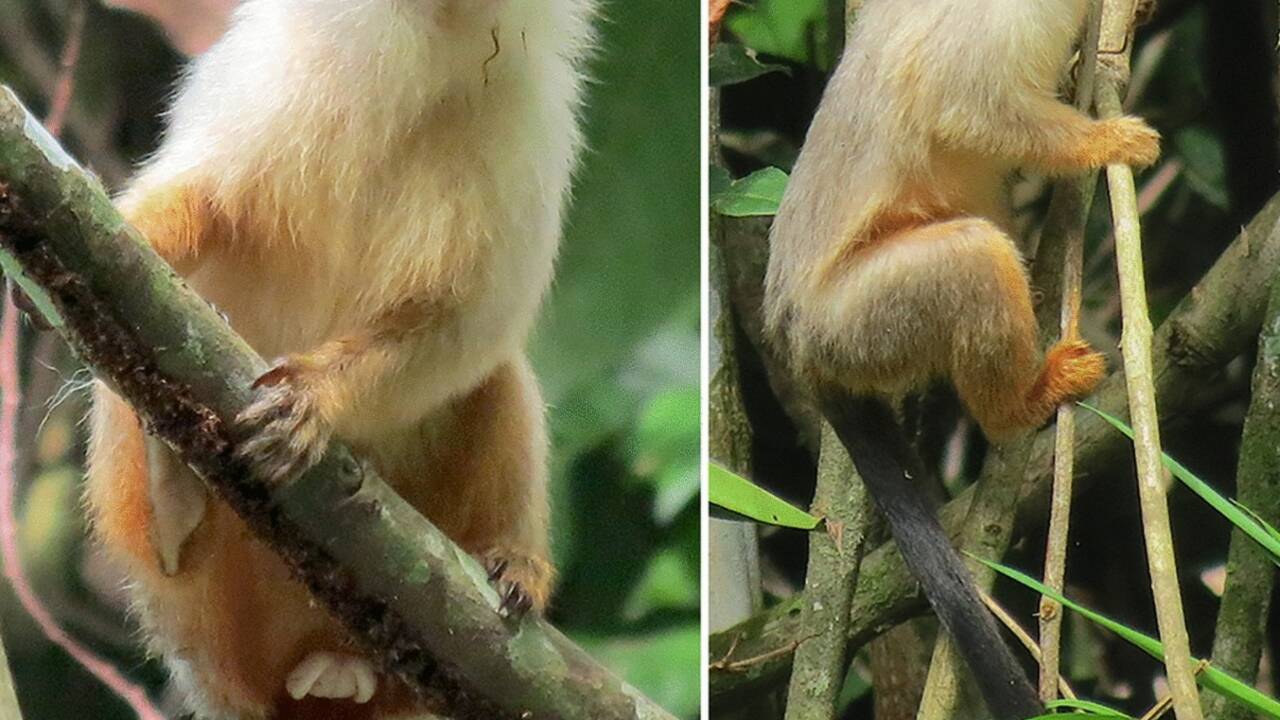 Une nouvelle espèce de ouistiti identifiée en Amazonie brésilienne
