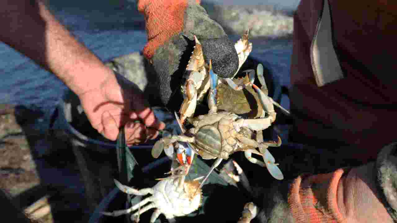 Craintes face à la prolifération du crabe aux pinces bleues près de Perpignan