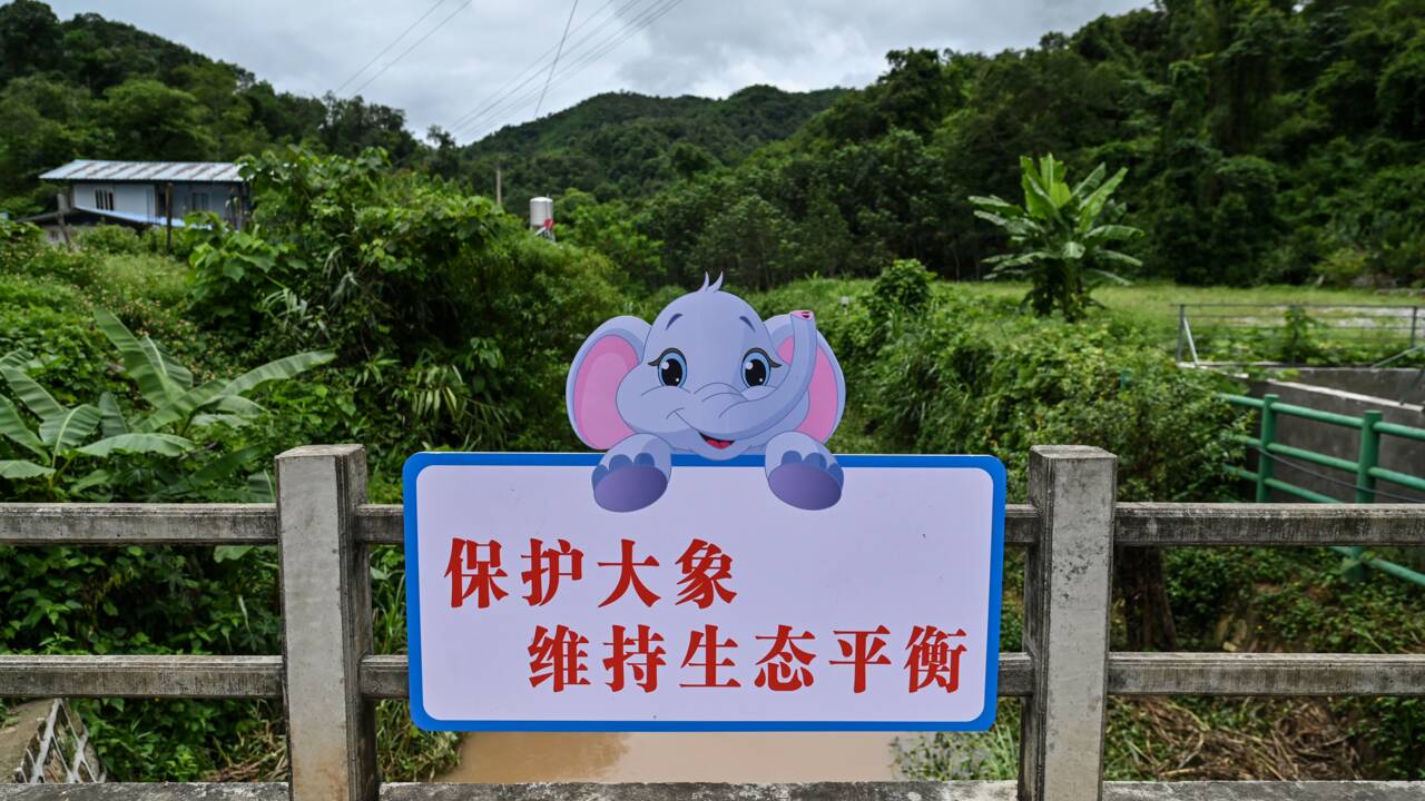 En Chine, une cohabitation compliquée entre les éléphants et les villageois 