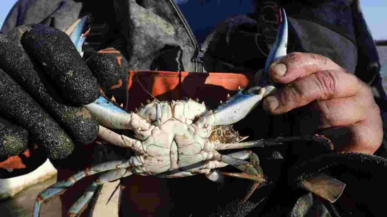 Craintes face à la prolifération du crabe aux pinces bleues près de Perpignan