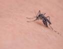 Peau à moustique : par quoi les moustiques sont-ils attirés ?