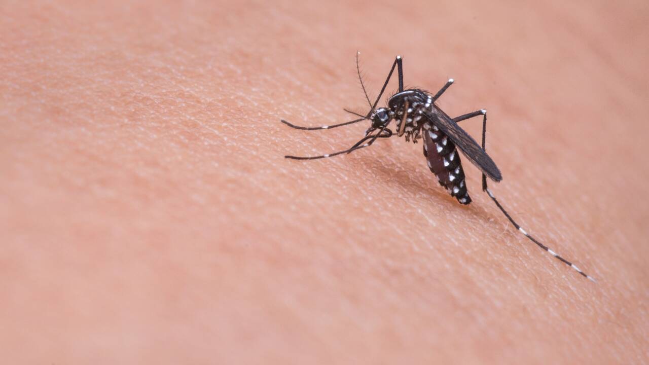 Comment les moustiques choisissent-ils les peaux qu'ils piquent ?