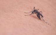 Mosquito Skin: What Are Mosquitoes Attracted To?