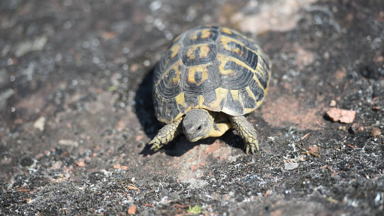 Opération sauvetage de tortues dans une réserve naturelle du Var ravagée par le feu