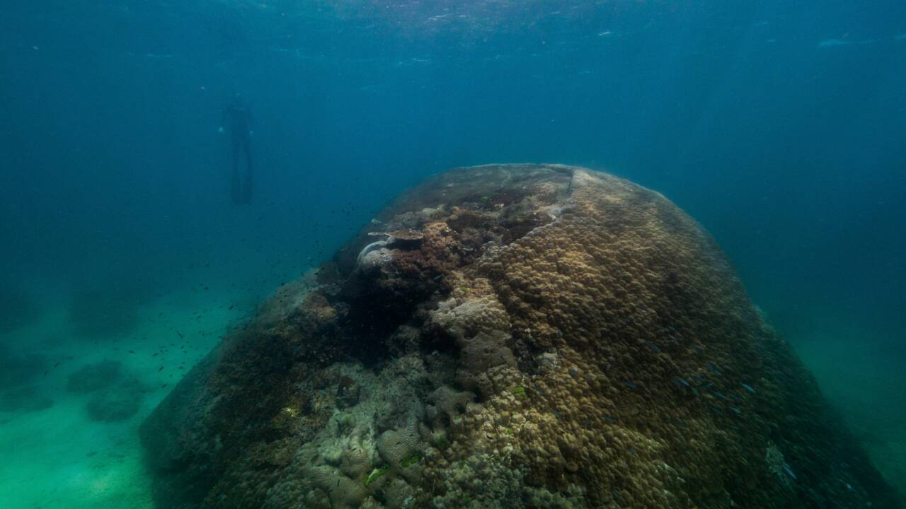 Ce corail géant est l'un des plus grands et plus vieux observés dans la Grande Barrière