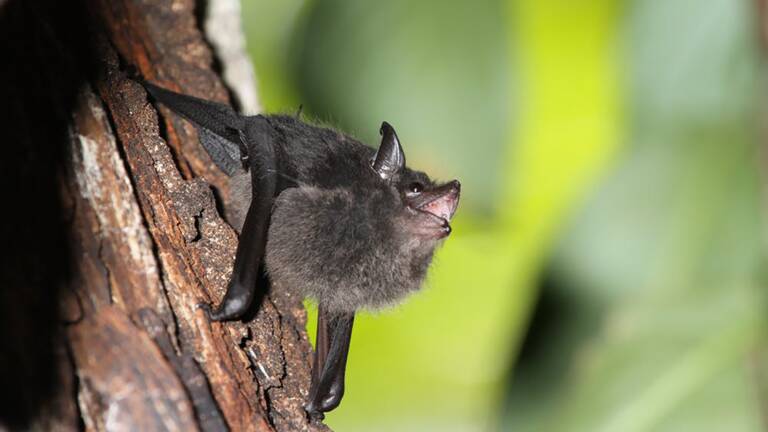 Les 6 Choses A Savoir Sur La Chauve Souris Geo Fr