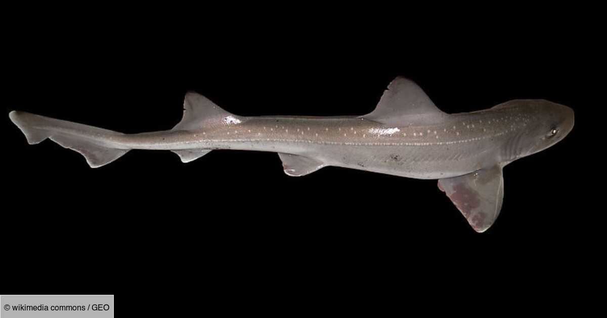 Naissance Miracle D Un Bebe Requin Dans Un Bassin Compose Uniquement De Femelles Geo Fr