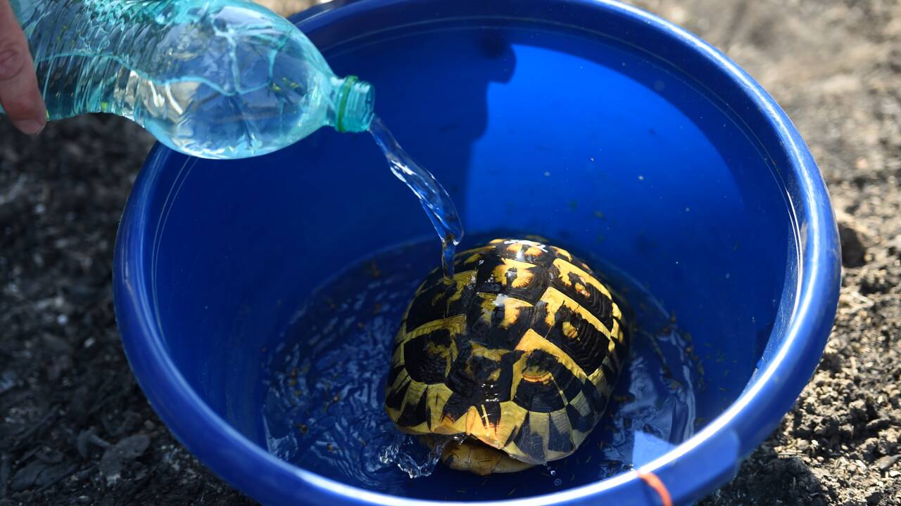 Opération sauvetage de tortues dans une réserve naturelle du Var ravagée par le feu