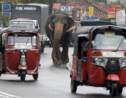 Au Sri Lanka, pas de conduite d'éléphants en état d'ivresse 