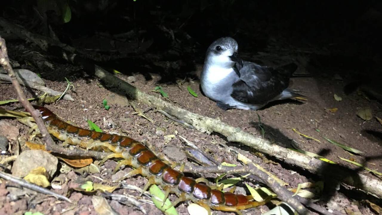Sur cette île australienne, de redoutables mille-pattes géants s'attaquent à des bébés oiseaux