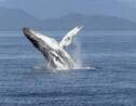 Baleines observées en Bretagne : un phénomène de plus en plus fréquent