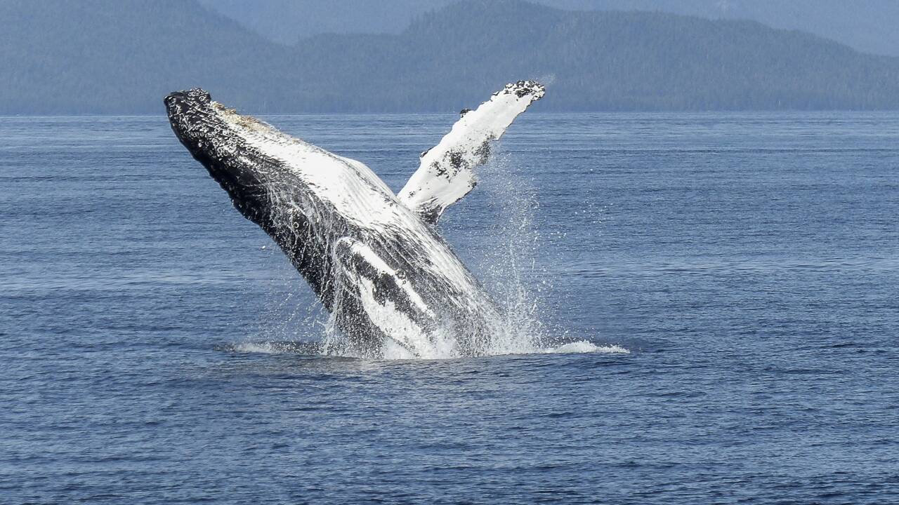 Baleines observées en Bretagne : un phénomène de plus en plus fréquent