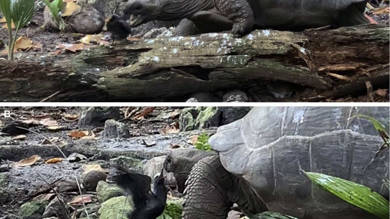 Une tortue géante des Seychelles filmée pour la première fois en train de dévorer un oiseau 