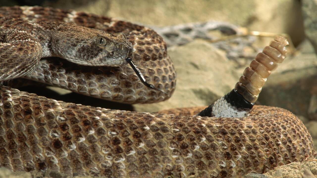Comment les serpents à sonnette trompent les humains pour faire croire qu'ils sont proches