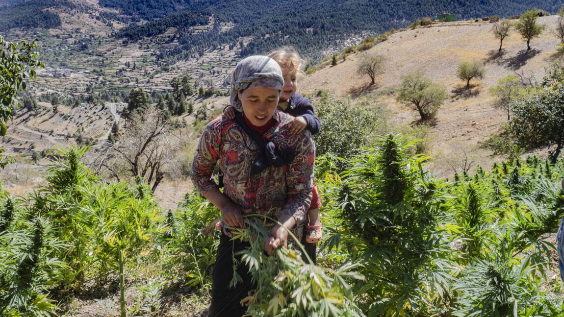Cannabis : le kif du Rif, or vert du Maroc