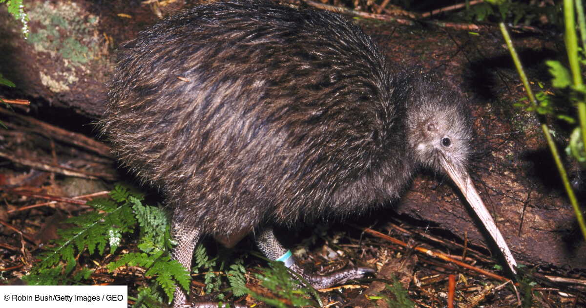 La Nouvelle Zelande Celebre Une Hausse De La Population De Kiwis Au Nord De L Archipel Geo Fr