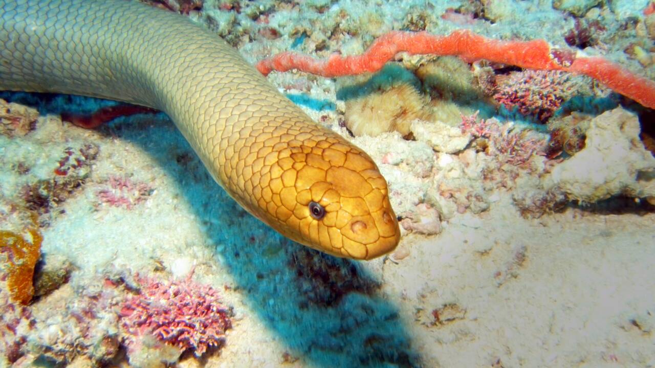 Les serpents de mer qui s'attaquent aux plongeurs pourraient juste être en quête d'une partenaire