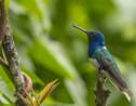 Chez ces colibris, les femelles se déguisent parfois en mâles pour éviter d'être agressées