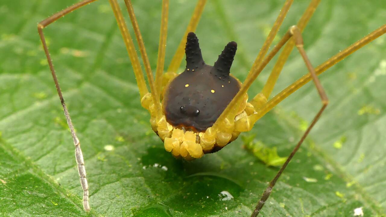 L'arachnide équatorien qui exhibe une étrange "tête de lapin"