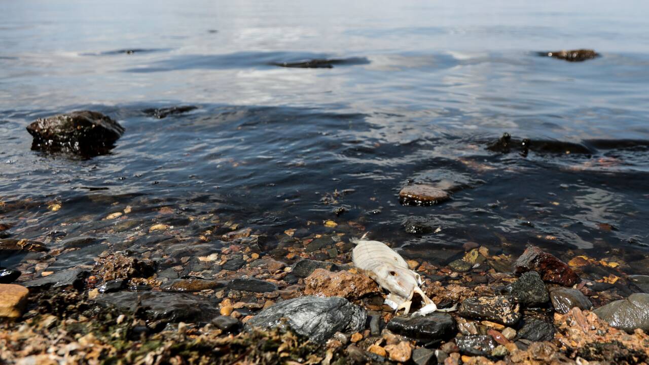 L'Espagne dévoile un plan pour sauver la mer Mineure de la pollution