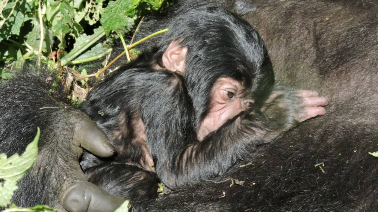 RDC: nouvelle naissance de gorille de montagne au parc des Virunga