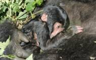 DRC: new mountain gorilla born in Virunga Park