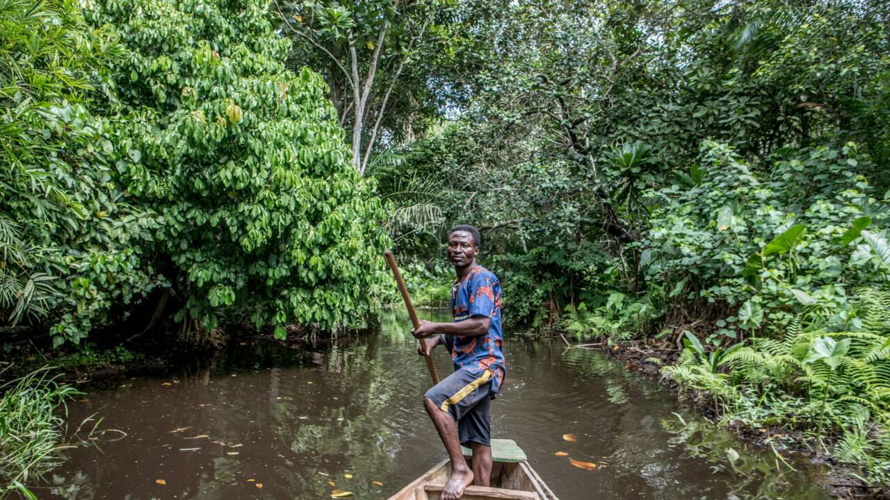 Dans le sud du Bénin, l'une des dernières forêts marécageuses en danger