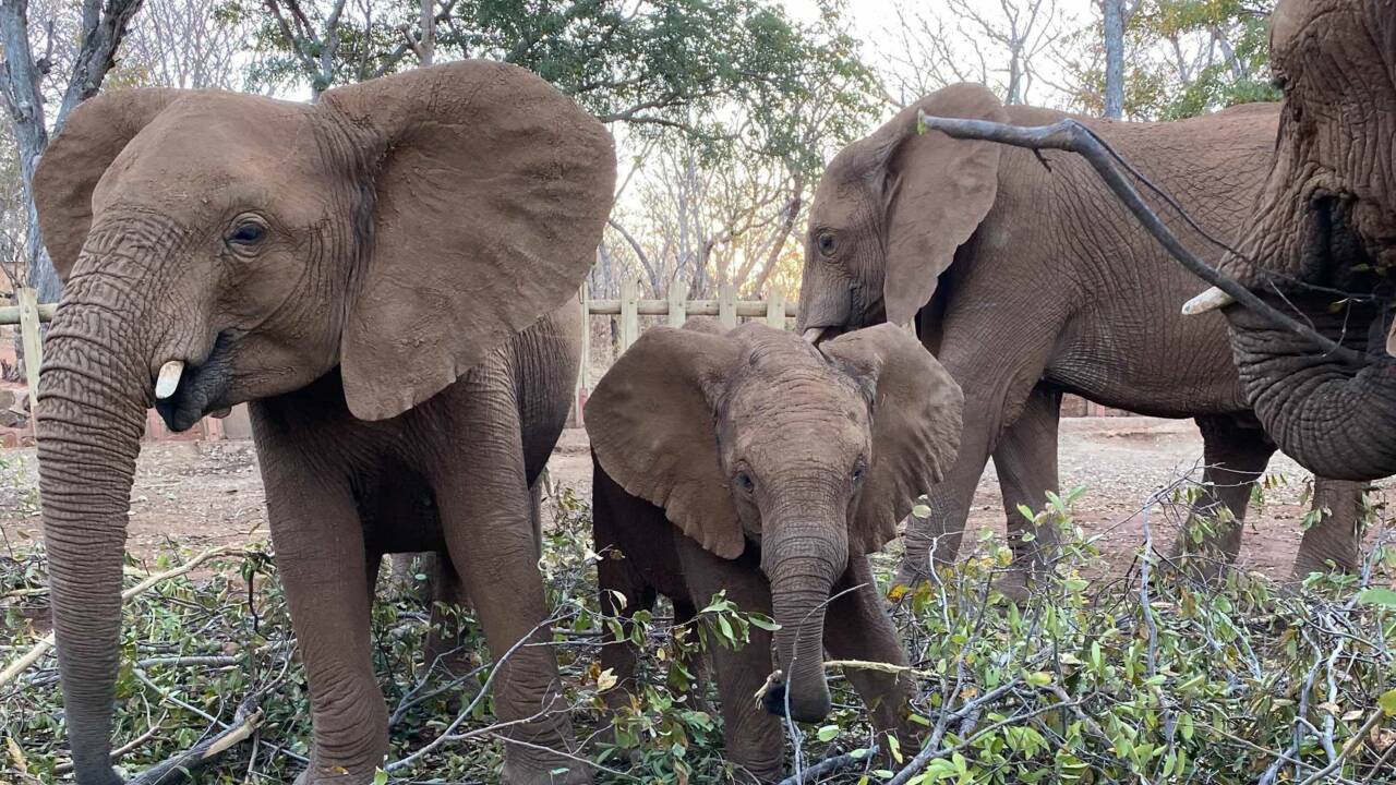 Le voyage extraordinaire d'un éléphanteau solitaire pour rejoindre un centre pour éléphants orphelins