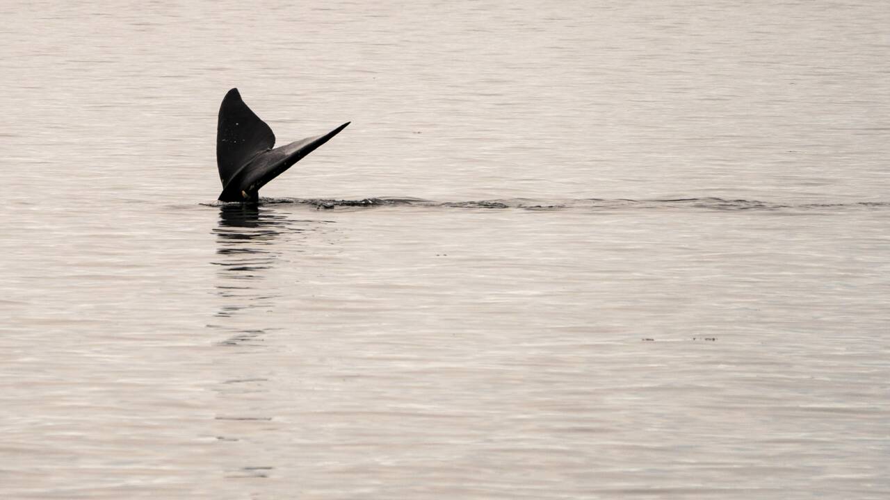 Etats-Unis : de nouvelles restrictions pour lutter contre la disparition des baleines