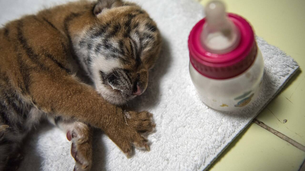 Nicaragua : naissance en captivité d'un tigre du Bengale