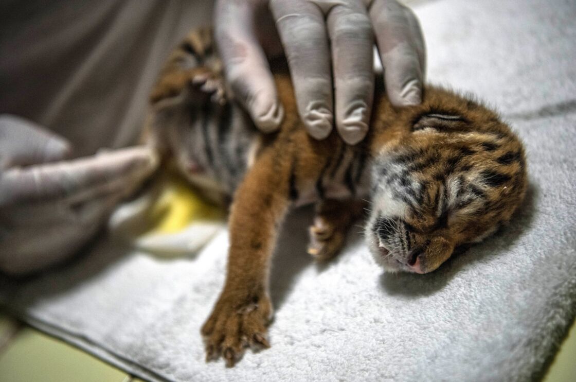 Nicaragua Naissance En Captivite D Un Tigre Du Bengale Geo Fr