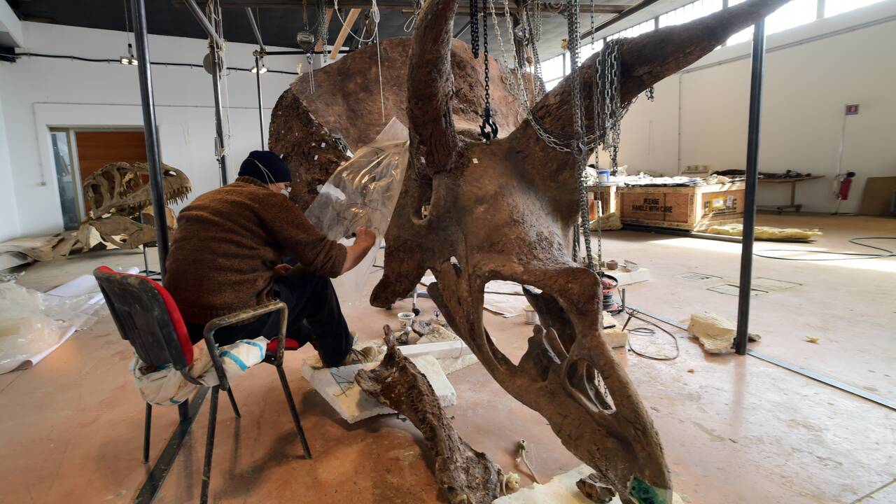 Big John, le plus grand tricératops jamais exhumé vendu à Paris
