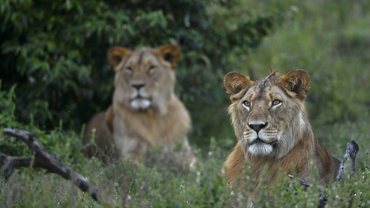 UICN: pour les lions et guépards, une "liste rouge" pas si protectrice