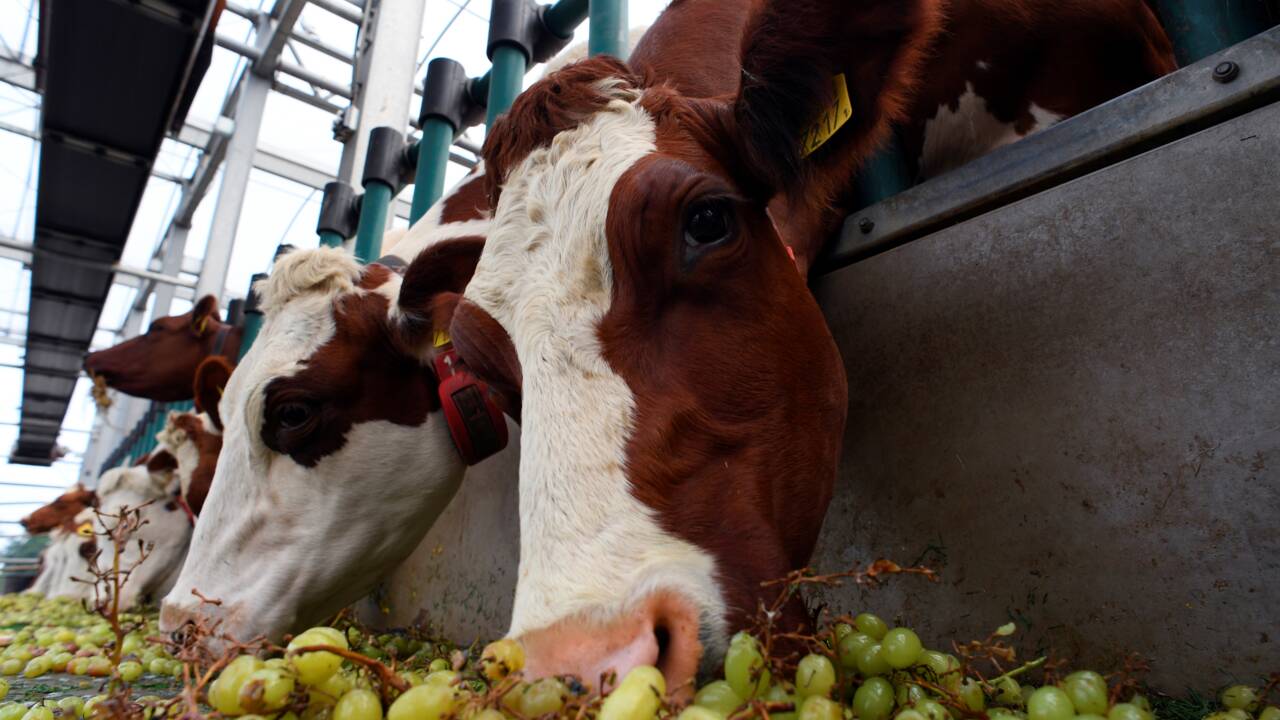 A Rotterdam, les vaches flottent sur l'eau pour protéger le climat