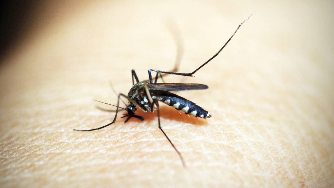 Et si vous pouviez devenir invisible pour les moustiques ?