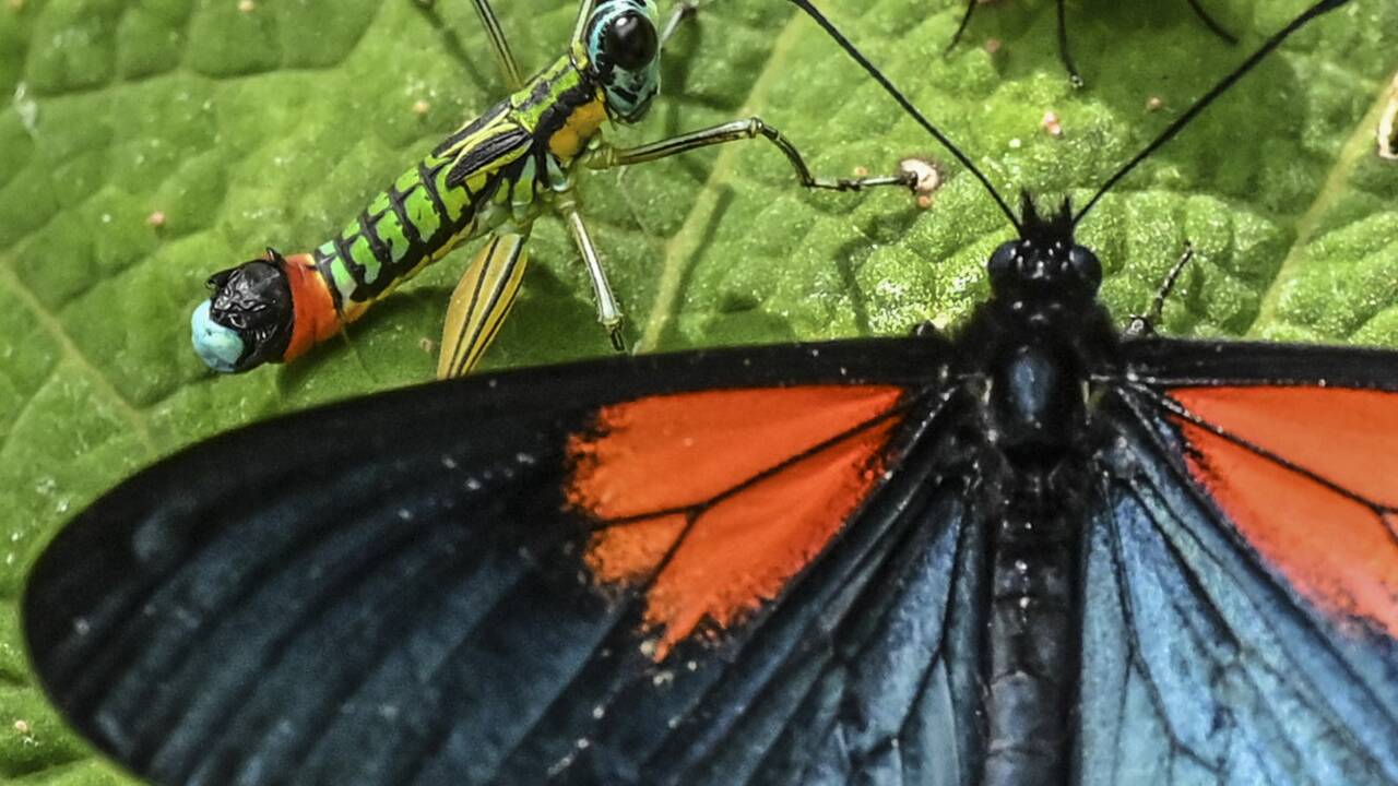 En Colombie, recenser la multitude colorée des papillons