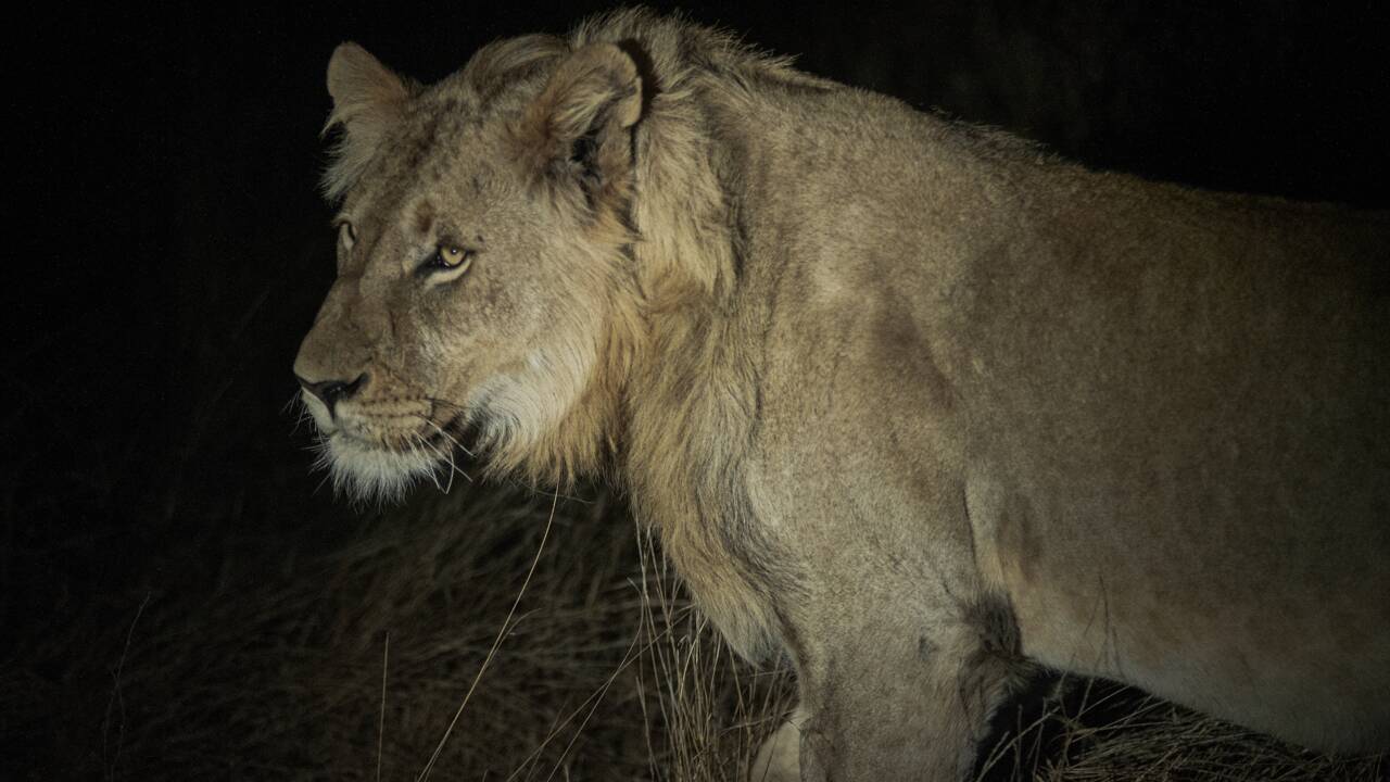 Afrique du Sud : les lions rois de la réserve de Balule, protégés dans une savane immense