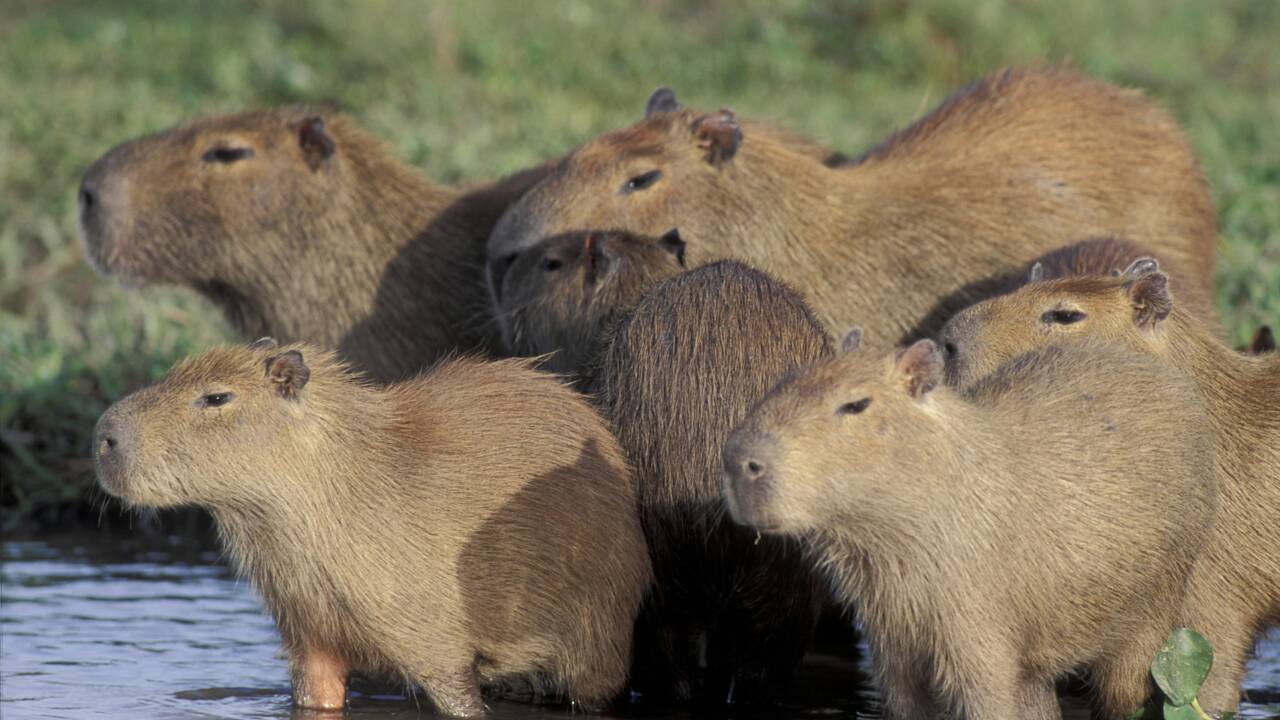 En Argentine, des centaines de capybaras ont envahi un quartier construit sur leur habitat