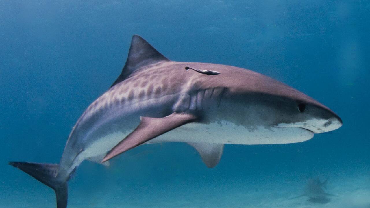 Les requins tigres formeraient des amitiés entre eux... endommagées par l'homme