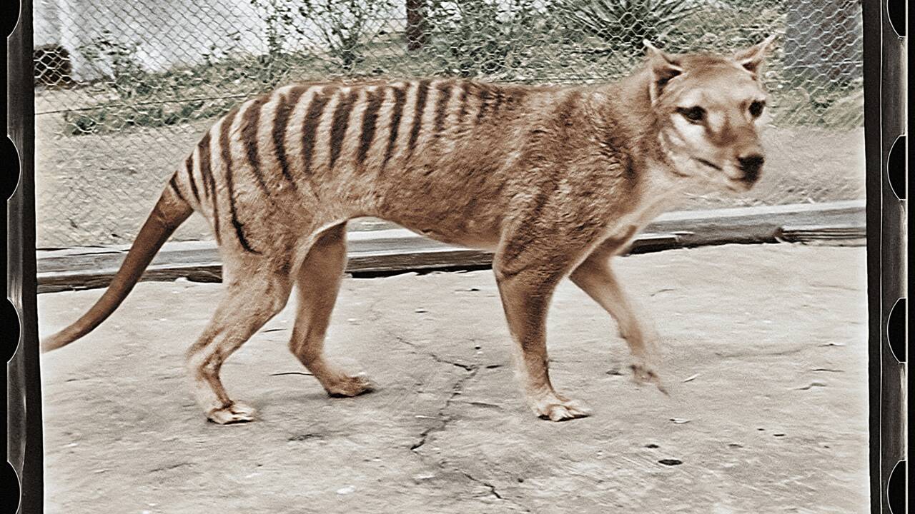 Des images colorisées pour donner un meilleur aperçu du tigre de Tasmanie, espèce disparue